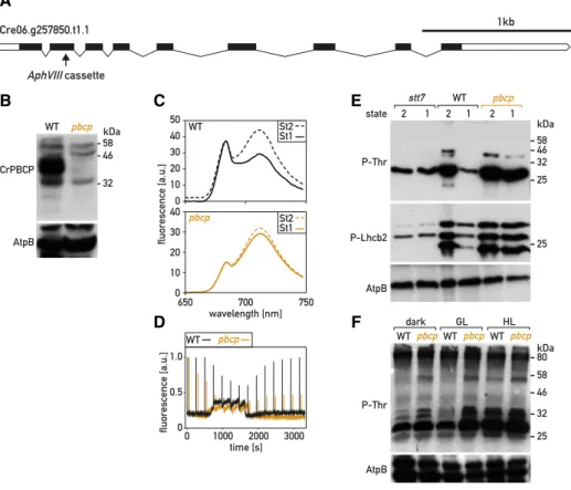 Figure 3. Characterization of the pbcp mutant. A, Schematic representation of the PBCP gene