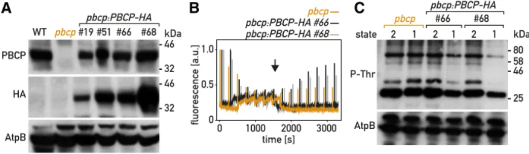 Figure 4. Complementation of the pbcp mutant. A, Immunoblot analysis. Total protein extracts (50 m g) of the wild type (WT), the pbcp mutant, and four complemented lines ( pbcp : PBCP - HA ) were subjected to SDS-PAGE and immunoblotting with antisera again