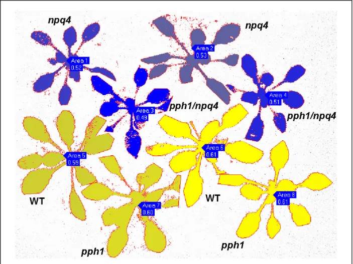 Figure S3. Fluorescence image of representative plants for the high light stress described in Fig