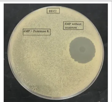 FIGURE 1 | Effect of proteinase K treatment on antimicrobial activity of the purified AMP against B