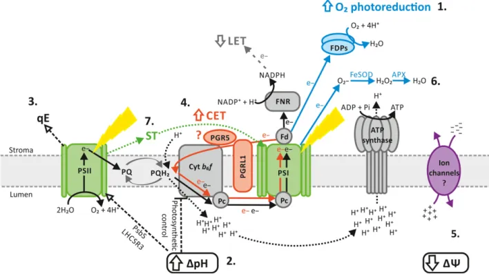 Figure 7. Schematic presentation of photosynthetic and alternative electron transport showing the occurrence of events during a shift from low-light (LL) to high-light (HL) in Chlamydomonas reinhardtii
