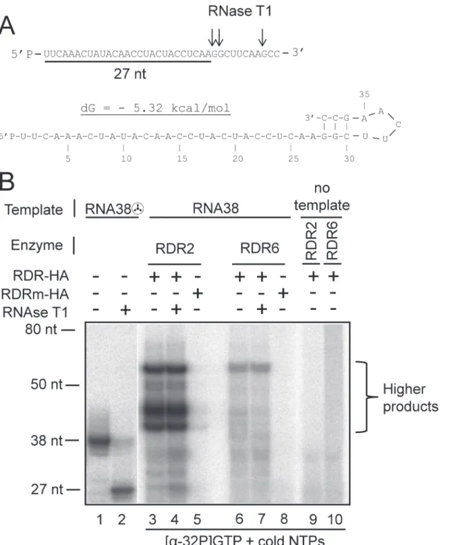 Fig 3. Polymerisation activity of RDR2-HA and RDR6-HA on an ssRNA template designed to adopt a stable hairpin-like conformation in the 3' terminus region
