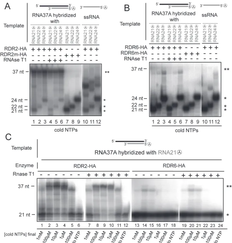 Fig 4. Polymerisation activity of RDR2-HA and RDR6-HA on partial dsRNA templates. (A) Purified RDR2-HA and RDR2m-HA were incubated with partial dsRNAs (S3 Fig.) formed with RNA37 hybridized with either 5 ’ [32P]-labeled 21-, 22- or 24-nt ssRNA (RNA21 ☢ , R