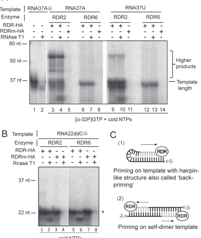 Fig 2. RDR2-HA and RDR6-HA initiate in vitro RNA synthesis using a de novo (primer-independent) mechanism