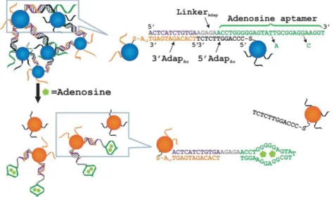 Figure 13: Schematic diagram of the detection of adenosine using the colorimetric method
