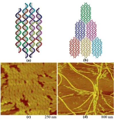 Figure 3: double-double crossover (DDX) DNA-based structure (top schematics) and AFM image of a  2D crystal made of branched DDX motifs (lower view)