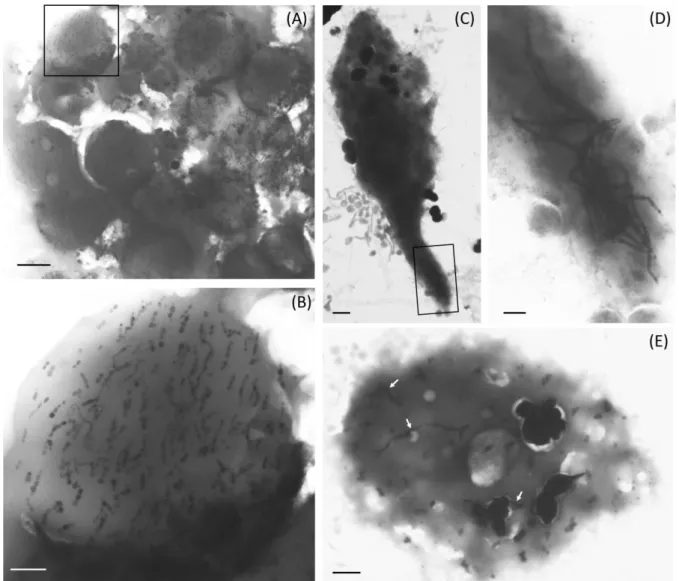 Figure  2.  Transmission  electron  microscope  images  of  magnetic  ciliates  that  grazed 497 