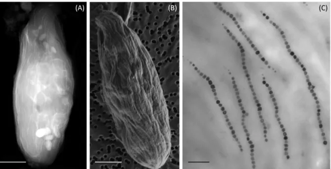 Figure  3.  Electron  microscope  images  of  magnetotactic  holobionts  isolated  from  the 506 