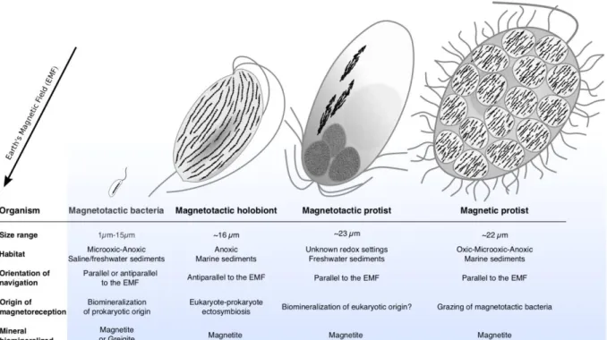 Figure 4. Schematic comparison of magnetoreceptive microorganisms morphologies and 515 