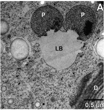 Figure 3  Transmission electron micrograph (TEM) of a section through an algal cell showing  the  close  proximity  of  lipid  droplets  and  peroxisomes