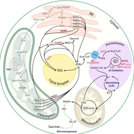 Figure 1 Pathways and processes involved in lipid catabolism in microalgae. Fatty acids (FAs)  are made in the chloroplast; one part of them is being used to make plastidial membranes, and  the  other  part  is  exported  to  the  endoplasmic  reticulum  (