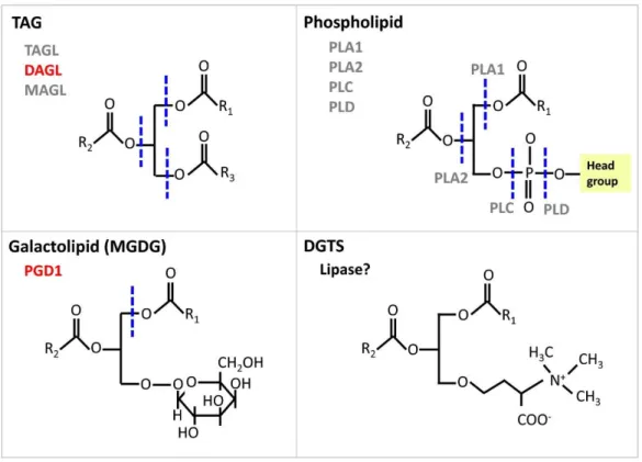 Figure 2 Schematic drawing of representative acyl lipid structures indicating sites of cleavage  by  lipases