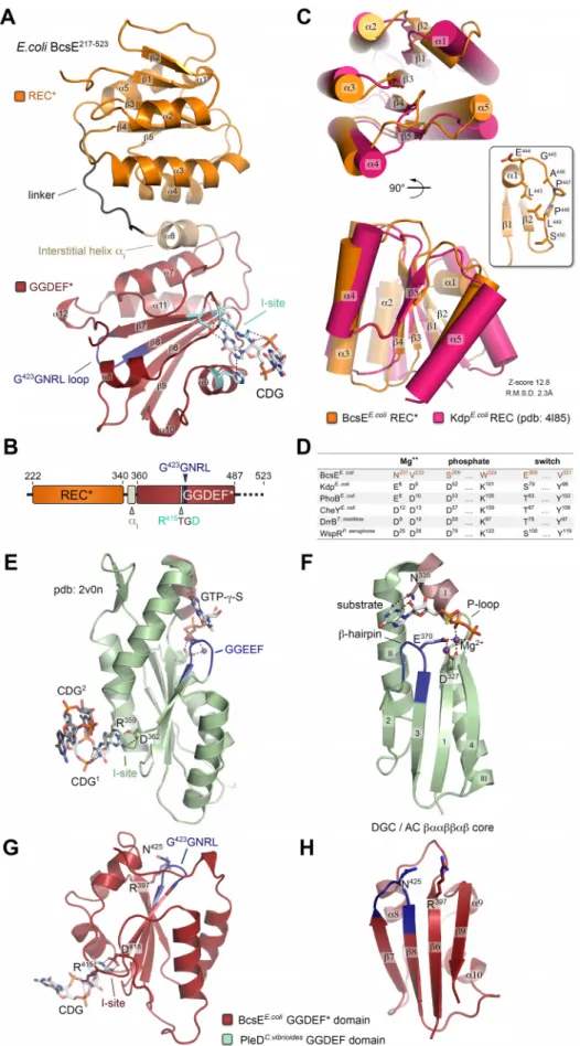 FIG 4 BcsE 217!523 crystal structure and domain organization. (A) Crystal structure of BcsE 217!523 