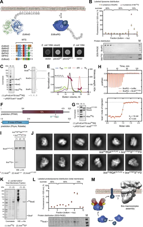 FIG 3 BcsRQ membrane targeting and BcsERQ complex formation. (A) Testing the presence and role of a putative membrane targeting sequence (MTS)