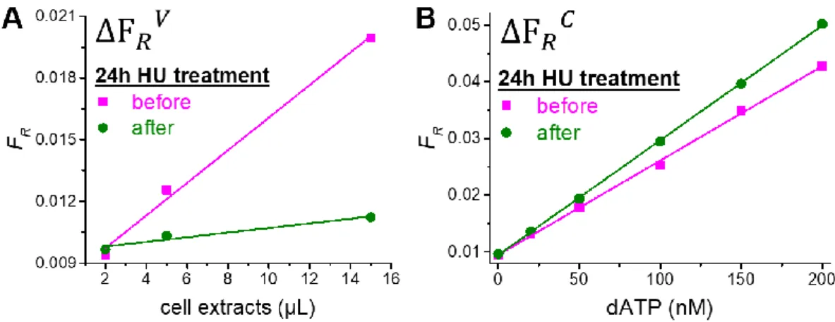 Figure 4. RCA-FRET assay calibration curves for dATP inside CEM-SS cells before and after 24h of  treatment with HU
