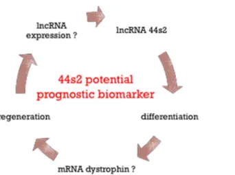 Figure 7. Schematic representation of lncRNA 44s2 role during regeneration in dystrophic skeletal  muscle