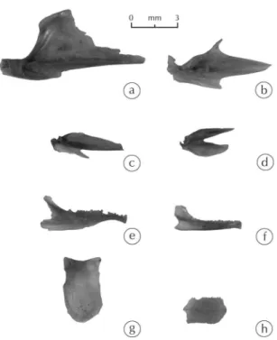 Fig. 1. ossements de poissons rencontrés dans le lot 40 760. 