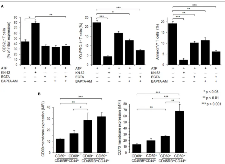 FigUre 7 | Role of calcium signaling and ectonucleotidases in P2X7 receptor (P2X7R)-dependent cellular responses in T lymphocyte subsets