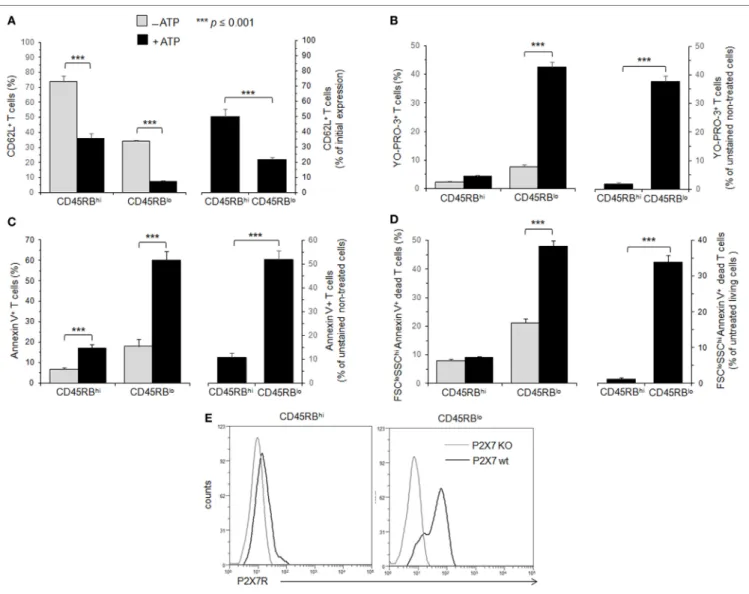 FigUre 1 | Adenosine-5 ′ -triphosphate (ATP)-mediated cellular activities and P2X7 receptor (P2X7R) membrane expression in T cells with either high or low  CD45RB phenotype