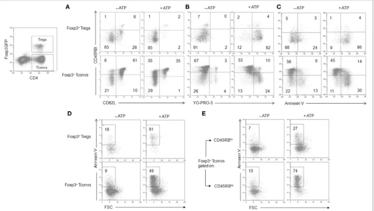 FigUre 3 | Adenosine-5 ′ -triphosphate (ATP)-mediated cellular activities in regulatory T lymphocytes (Tregs) and conventional T lymphocytes (Tconvs)