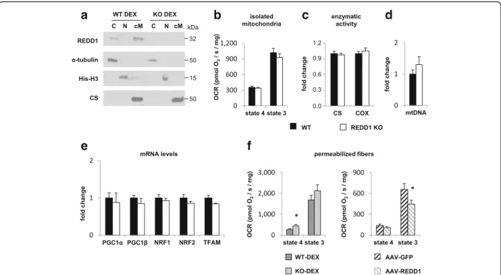 Figure S6). Moreover, we did not find any difference be- be-tween muscles from WT and REDD1 KO mice for  cit-rate synthase and cytochrome oxidase activities (Fig