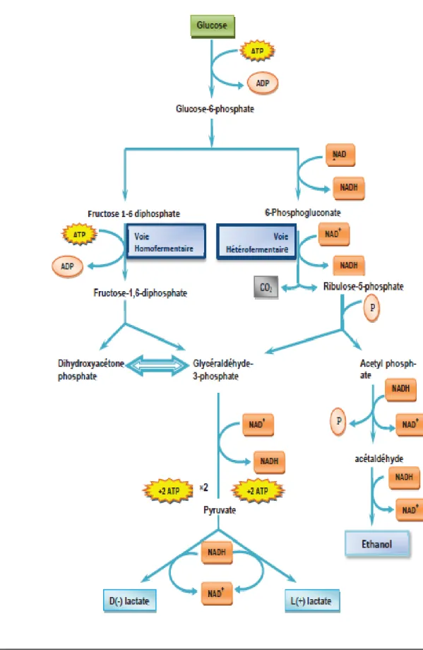 Figure 2 : Les principes voies métaboliques des lactobacilles (Source Perry  et al., 2004) 