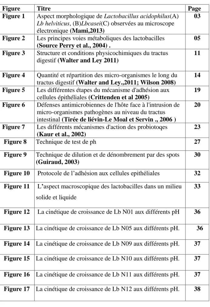 Figure  Titre  Page  Figure 1  Aspect morphologique de Lactobacillus acidophilus(A) 