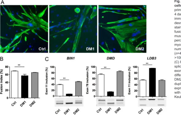 Fig. 1. Features of primary DM muscle cells. (A) Control (Ctrl), DM1 and DM2 primary myoblasts were differentiated for 4 days and then fixed for