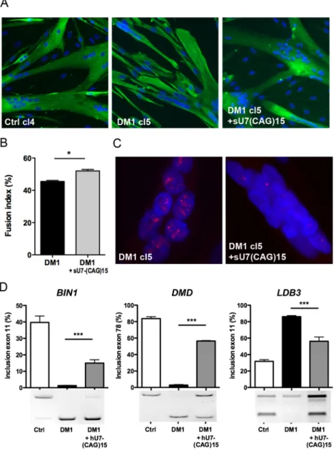 Fig. 5. hU7-(CAG)15 reverses CUGexp-RNA toxicity in DM1 myoblast cell lines. (A) Differentiation of DM1-cl5 myoblast cell line expressing hU7-(CAG)15 antisense transcripts was assessed by desmin (green) and Hoechst (blue) immunostaining and compared with d