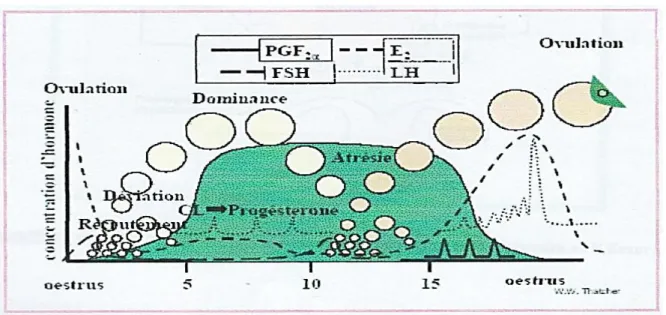 Figure  N  02 :  représente  hormonologie  du  cycle  chez  la  vache  (  INRA  2004)
