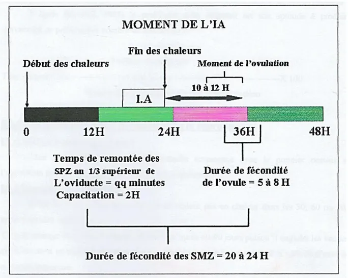Figure N 05 : représente le meilleur moment de l’IA ( Soltner,2001) 