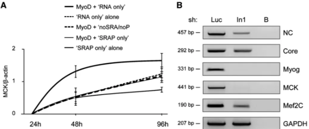 Figure 7. SRAP interacts with SRA RNA through its RRM structure.