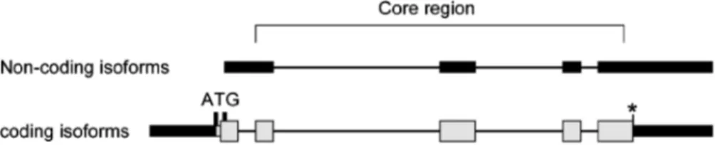 Figure 1. Archetypical coding and non-coding isoforms of SRA transcripts. Coding sequences corresponding to the longest open reading frame are indicated in pale grey and untranslated sequences are shown in black