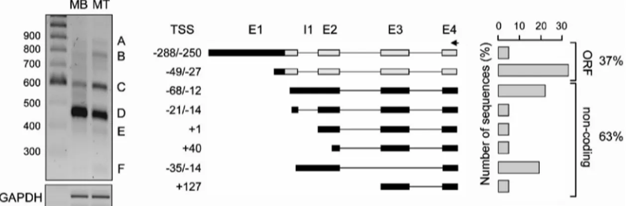 Figure 2. Diversity of SRA RNA transcripts in human primary myoblasts and myotubes. Total RNA was extracted from human primary myoblasts (MB) or in vitro differentiated myotubes (MT) and analysed by RACE PCR