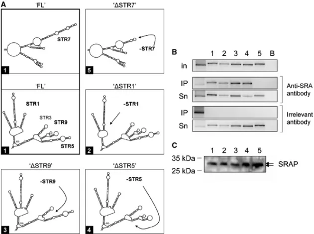 Figure 6. SRA RNA interacts with SRAP through its STR7 sub-domain. (A) Details of secondary structures of SRA deletion mutants used in this study