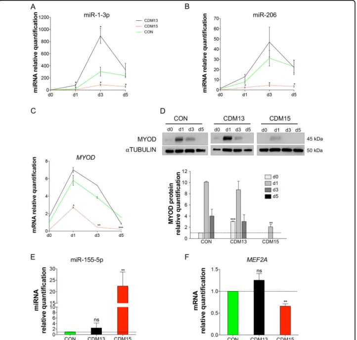 Fig. 6 Expression analysis of miRNAs and genes related to differentiation. Relative expression level quanti ﬁ cation determined by qRT-PCR of miR-1-3p (a), miR-206 (b), MYOD mRNA (c), and protein (d) during the exposure to differentiation medium (days 0 ––