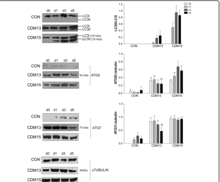 Fig. 3 Analysis of proteins involved in autophagy. Representative LC3, ATG5, and ATG7 protein quanti ﬁ cations by immunoblot analysis of CON, CDM13, and CDM15 myoblasts before and after exposure to differentiation medium (days 0 – 5)