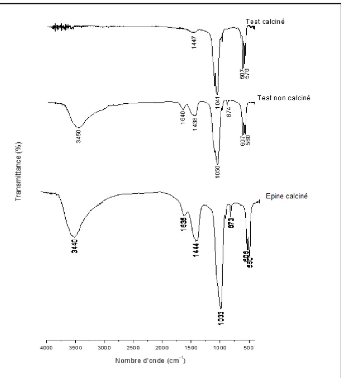 Figure 18: Spectre à infra rouge d’ adsorbant issu des tests traités non calcinés, tests et  épines traités calciné d’oursin analysé