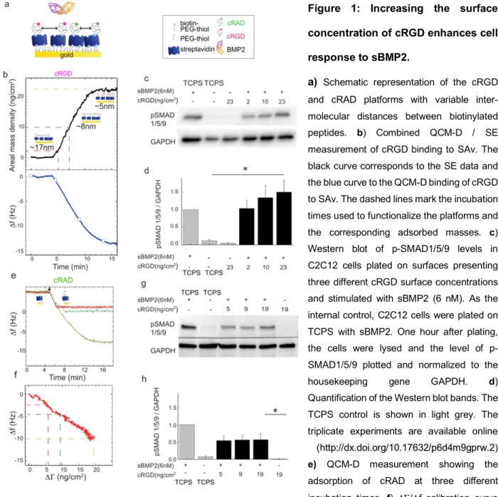 Figure  1:  Increasing  the  surface  concentration of cRGD enhances cell  response to sBMP2