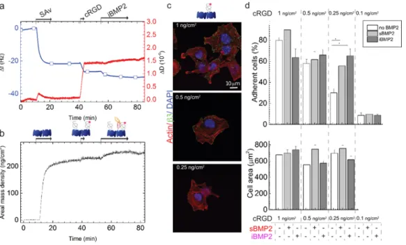 Figure 2: BMP2 improves the number of adherent cells on platforms presenting a 0.25 ng/cm 2  cRGD  surface concentration