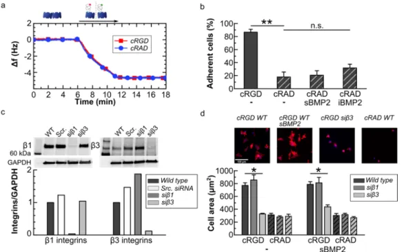 Figure 3: cRGD platforms specifically tune integrin  b 3  mediated cell adhesion.  a) The QCM-D graph shows  the cRGD (red curve) and cRAD (blue curve) binding to the SAv monolayer with the same kinetics