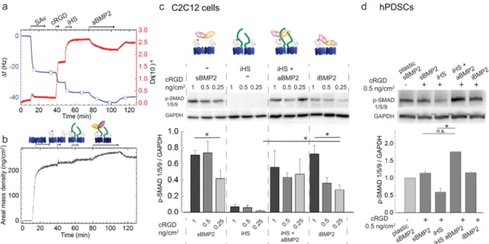 Figure 4: iHS has a positive effect on BMP2-mediated SMAD1/5/9 phosphorylation   a, b) Biomimetic platform characterization using the QCM-D (a) and SE (b) techniques