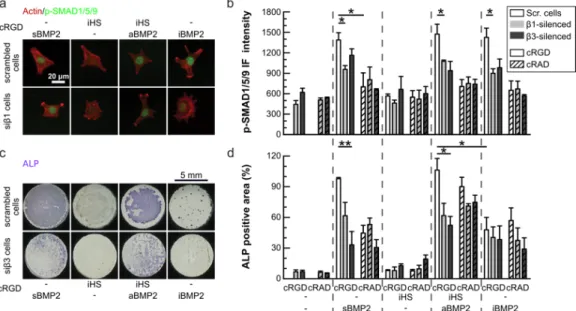 Figure 5: Effect of the ligand (cRAD vs cRGD) and the presence of specific integrins on the regulation  of the p-SMAD1/5/9 pathway and ALP expression