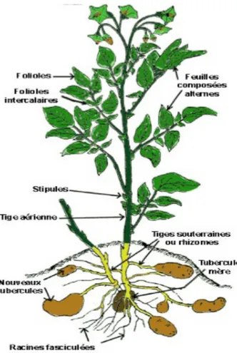 Figure 1 : plant de pomme de terre (Soltner, 2005) 