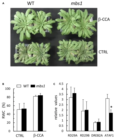 Figure 5. The mbs1 Mutation Does Not Suppress the Protective Effect of b-CCA against Drought Stress (A) Picture of the plants (WT and mbs1 mutant) pre-treated with b -CCA or with water (CTRL) and exposed to water stress for 7 days.