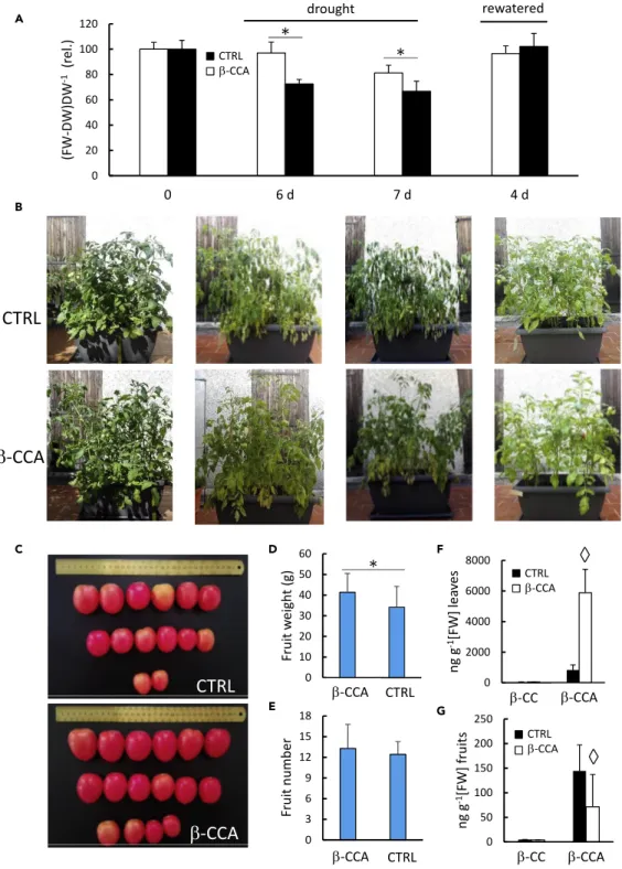 Figure 7. b-CCA Protects Tomato Plants during Water Stress in Outdoor Experiments