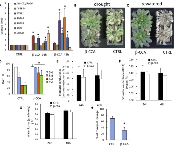 Figure 2. b-CCA-Induced Protection of Arabidopsis Plants against Drought Stress