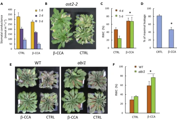 Figure 3. b-CCA-Induced Protection of Arabidopsis ost2-2 and abi1 Mutant Plants against Drought Stress (A) Stomatal conductance (data are mean values of 10 leaves + SD) of WT or ost2-2 plants pre-treated with b -CCA or with water and then subjected to wate