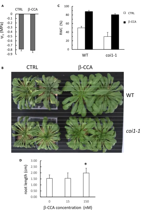 Figure 4. The b-CCA Protective Effect Does Not Require Osmotic Adjustment or Jasmonate Signaling and Is Associated with Limited Changes in Root Growth