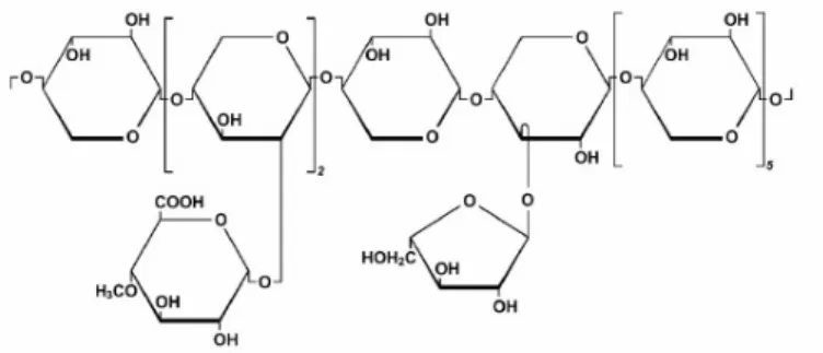 Figure II-3-2:  Exemple d’une unité d’hémicellulose [29].